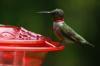 Come: preparare cibo per colibrì