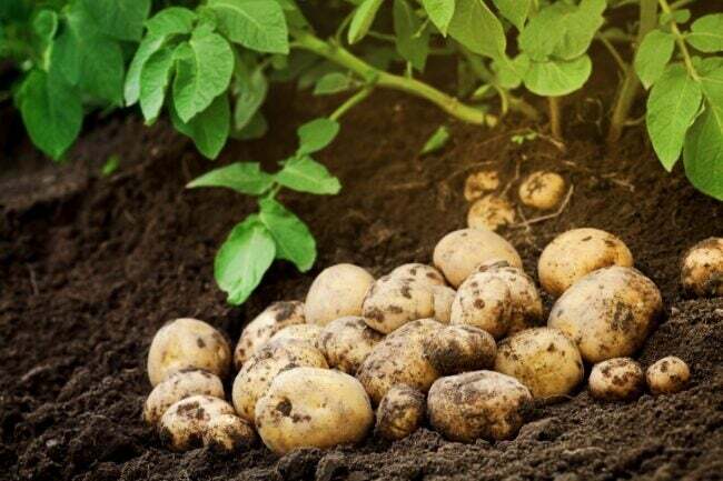 Συγκομιδή πατάτας σε πλούσιο χώμα κήπου