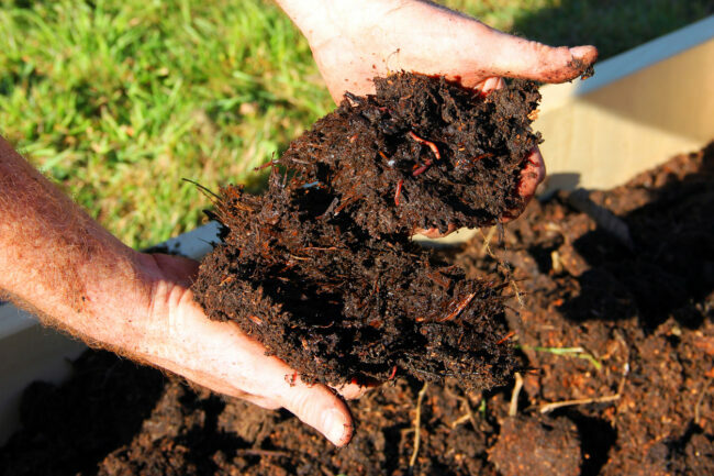 Kompost iz gnoja in črvi v rokah