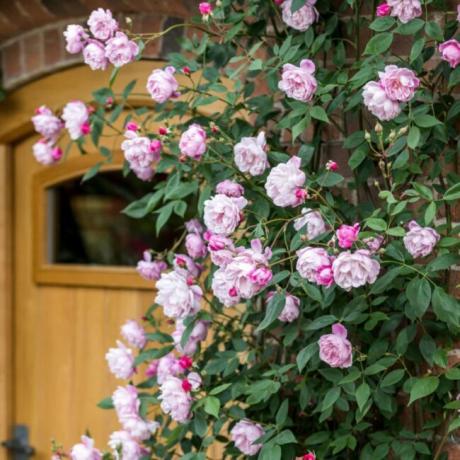 Vaaleanpunaiset ruusut kiipeämässä oven lähellä