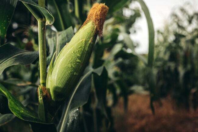 Svježi kukuruz spreman za žetvu u polju kukuruza na farmi