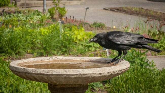 Un cuervo americano vino a beber en un abrevadero de un jardín.
