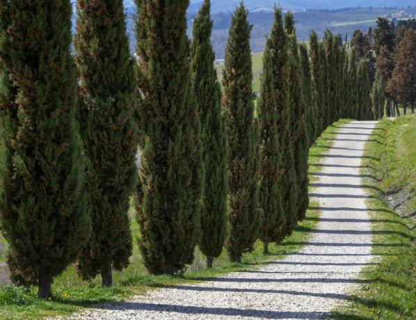 Szybko rosnące wiecznie zielone drzewa – cyprys włoski