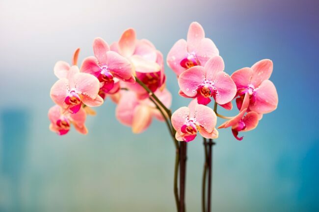 Lyserøde orkidé blomster