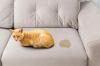 Inilah Cara Menghilangkan Bau Kencing Kucing Di Rumah Anda Untuk Tempat Perlindungan Beraroma Segar