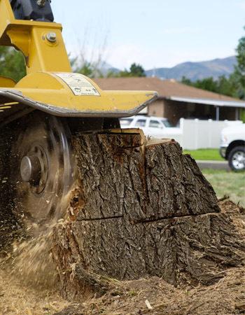 Bir Ağacı Çıkarmanın Maliyeti Ne Kadardır Maliyeti Hesaplarken Faktörler