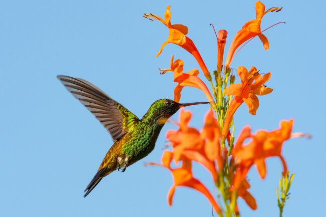 kolibri fészek