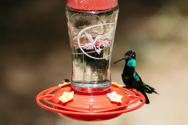 Cele mai bune opțiuni pentru alimentatorul colibriilor