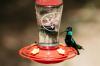 Parimad kolibri söötjad teie aia jaoks