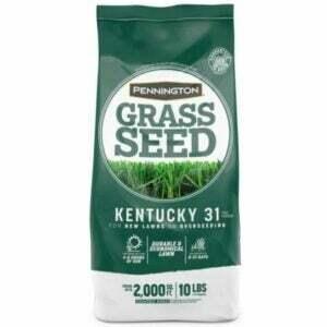 A melhor semente de grama para a opção nordeste: Pennington Kentucky 31 Tall Fescue Grass Seed