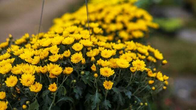Nahaufnahme von Clustern kleiner gelber Chrysanthemen