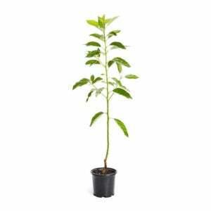 A legjobb fák ajándékként: Fényesebb virágzás – Hidegálló avokádófa