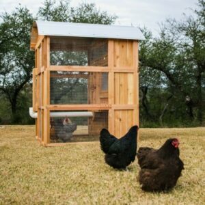 Çiftlik Çiftliği İçin En İyi Tavuk Kümesi Seçenekleri: Tünek ve Kök