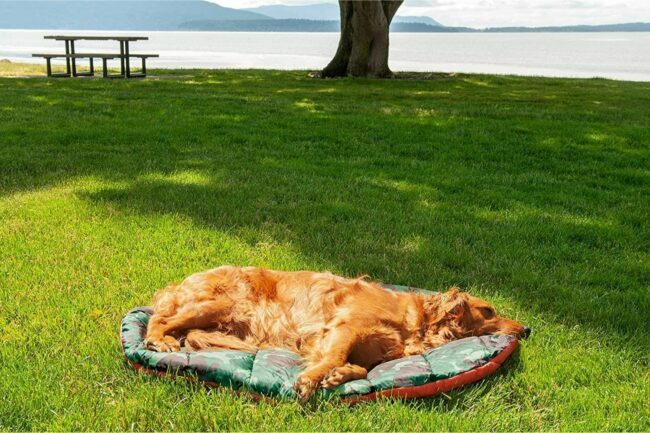 Cea mai bună opțiune pentru paturi pentru câini