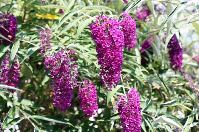 purpura tauriņu krūmu ziedi