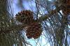 5 Hal yang Dapat Dilakukan dengan... Kerucut Pinus