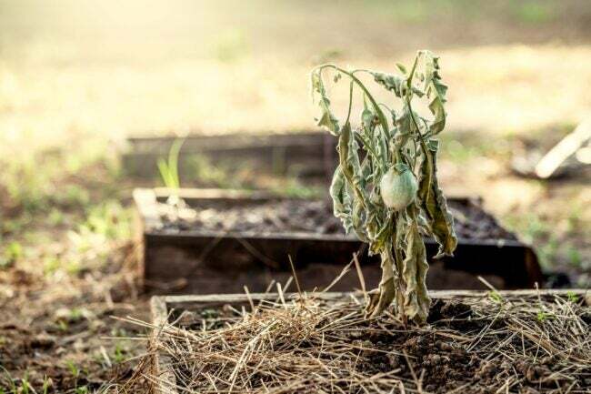 hagearbeidsfeil som dreper plantene dine - visnet plante i tomt hevet hagebed