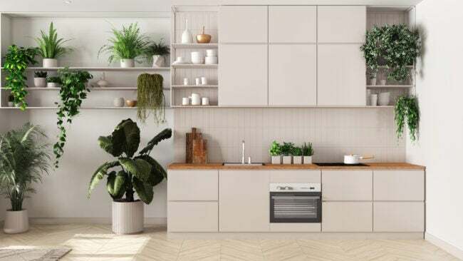 Myšlenka konceptu vnitřní domácí zahrady. Minimální design interiéru kuchyně v bílých tónech. Parkety, pohovka a mnoho pokojových rostlin. Městská džungle pozadí