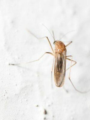 Como se livrar dos mosquitos da casa - na parede