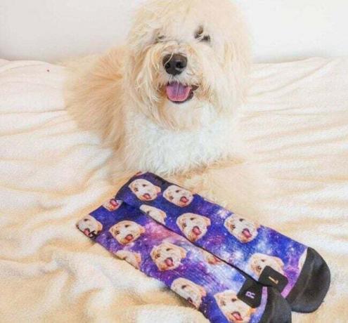 Opção prática de enchimento de meias meias personalizadas para cães