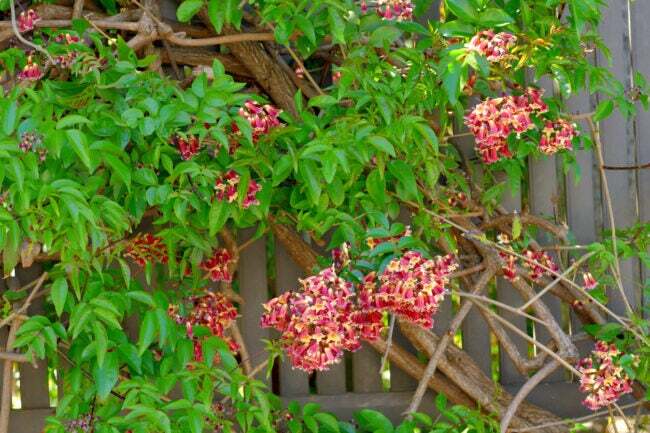 Bignonia capreolata, известна като кръстосана лоза, е силно развита лоза от семейство Bignoniaceae (тромпетови пълзящи растения). Това е силна, дървесна лоза, която се изкачва чрез разклонени пипала със залепващи дискове. Аксиларни гроздове (2-5 цветни цимуса) от ароматни, тромпетовидни, оранжево-червени цветя се появяват през пролетта и продължават до началото на лятото.