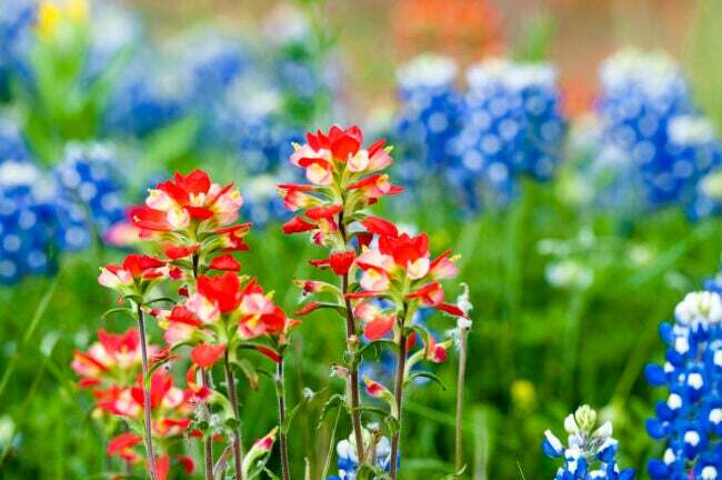 Bir tarlada Hint boya fırçası ve Texas mavi çiçeklerinin yakın çekimi