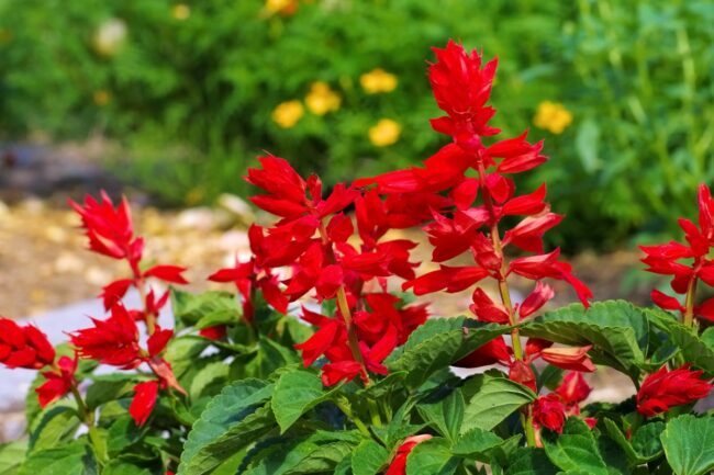 κόκκινα λουλούδια Salvia