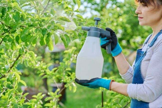 Mulher usando um pulverizador de jardim para pulverizar uma árvore frutífera.