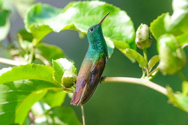 jenis burung kolibri