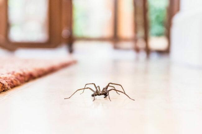 Por que existem tantas aranhas em minha casa
