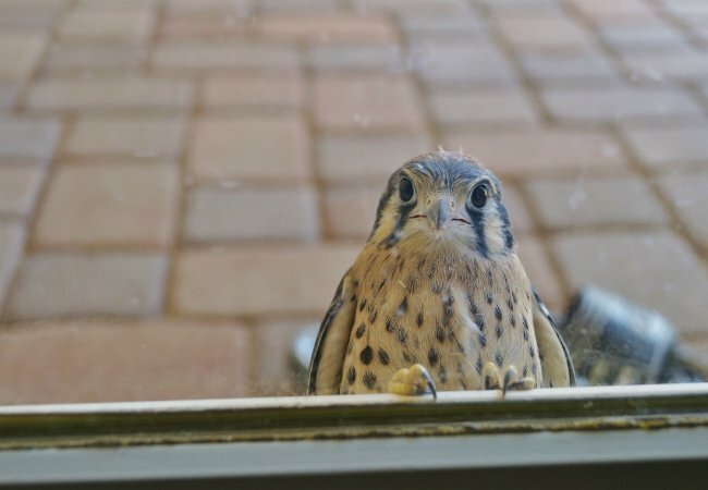 Como tirar um pássaro de sua casa - Pássaro na janela