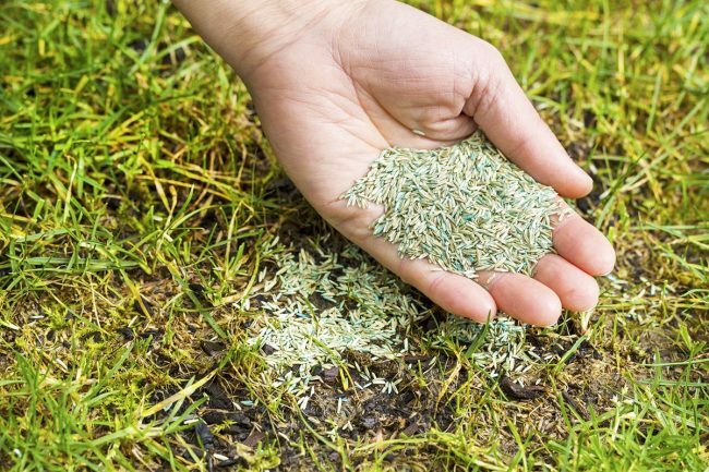 כיצד להשגיח על מדשאה: הוסף את הזרעים
