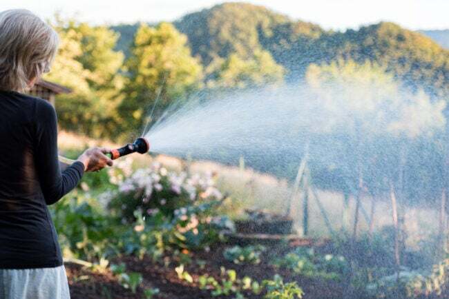iStock-1457344058 висотне садівництво Жінка в посушливе літо на заході сонця поливає овочі на задньому дворі
