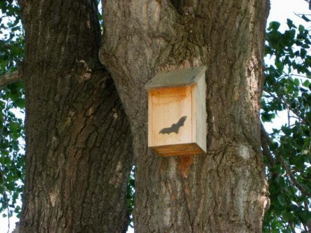 una casa di pipistrelli su un albero