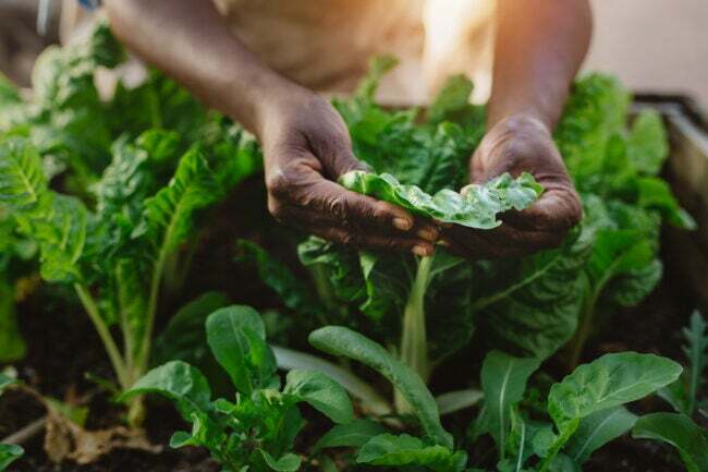 Le mani della donna esaminano le foglie di spinaci verza nel letto del giardino