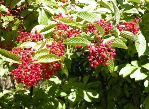 Herbstbüsche - Viburnums