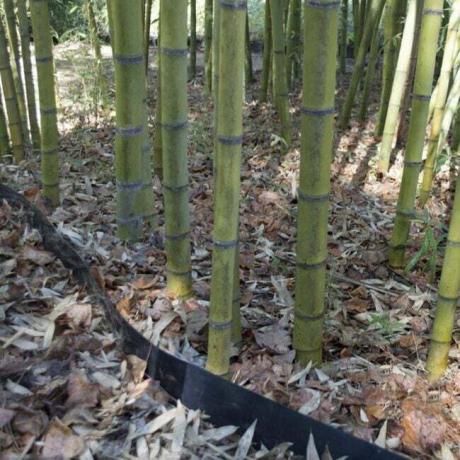 Bambuko plastikinis skydas aplink bambuką