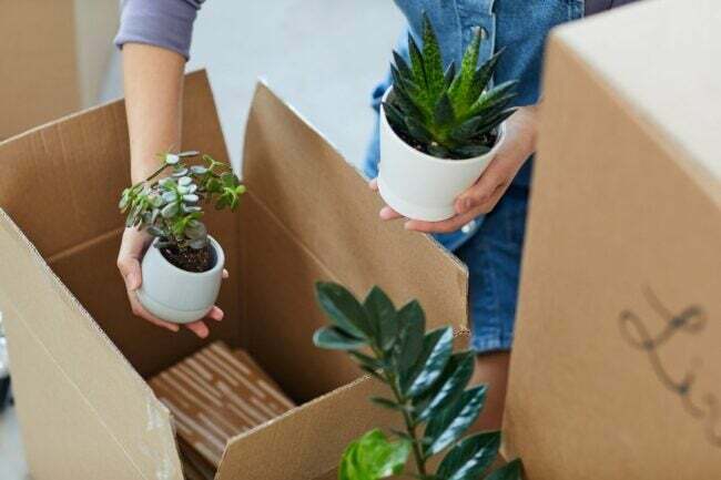 Лучший вариант услуг по доставке растений: Home Depot