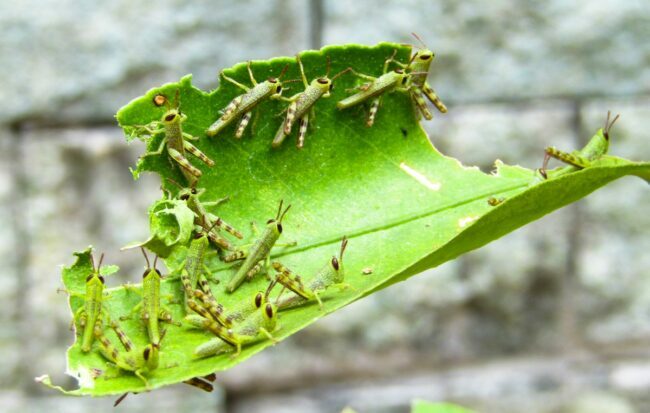 Jonge sprinkhanennimfen op een beschadigd blad