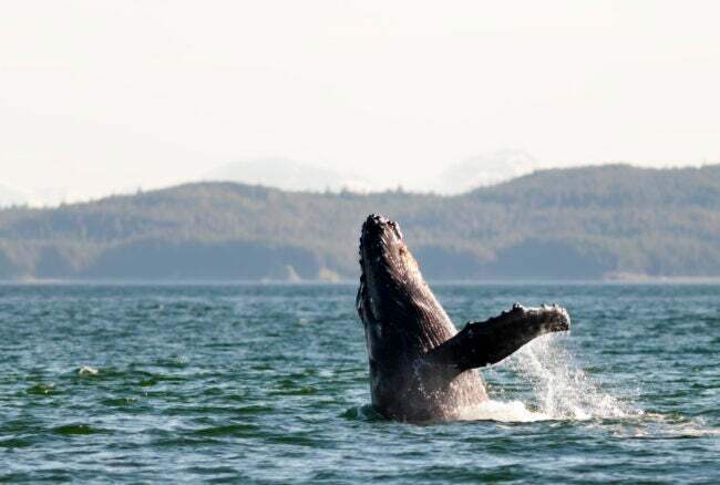 アラスカの海岸沖でブレイクするザトウクジラ