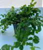 14-те най-добри терариумни растения за миниатюрни градини
