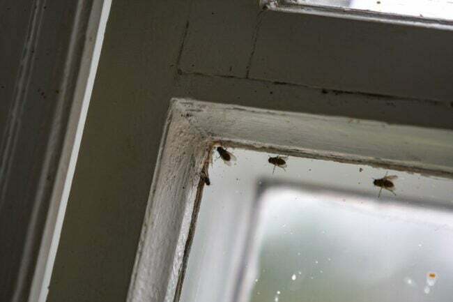 Muște slabe de toamnă se urcă pe geamul murdar al unei ferestre vechi din clădirea unei gări suburbane.
