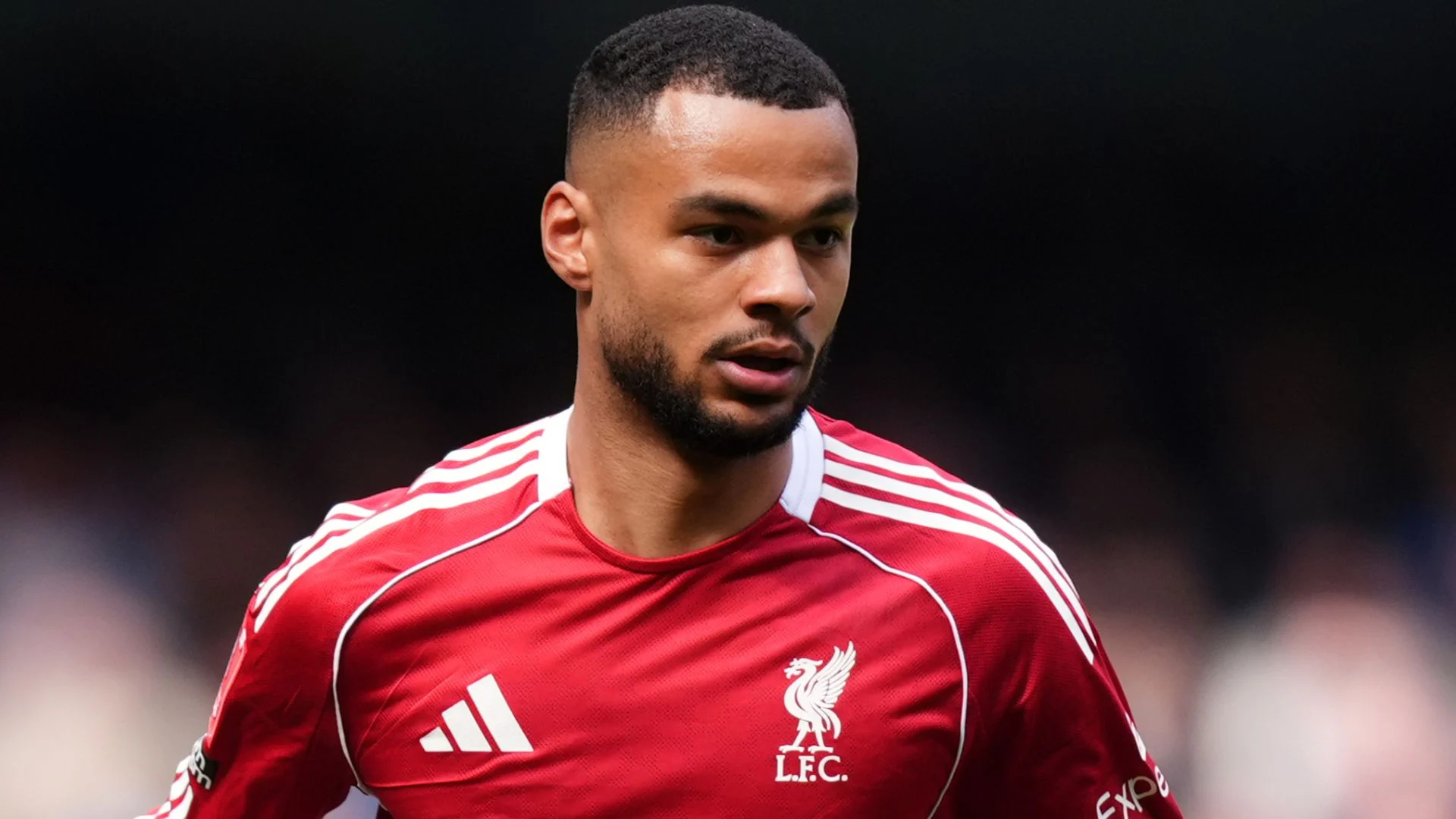 Spurs Tertarik Merekrut Gakpo dari Liverpool Spurs Tertarik Merekrut Gakpo dari Liverpool